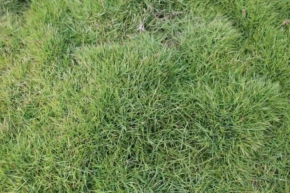 Alternatives to a Grass Lawn