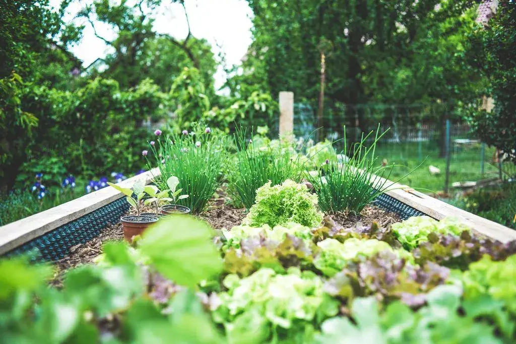 How to Start a Food Garden From Scratch