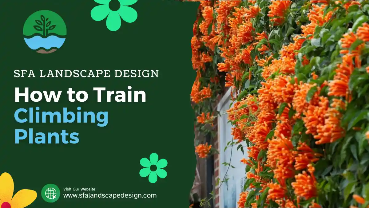 How to Train Climbing Plants