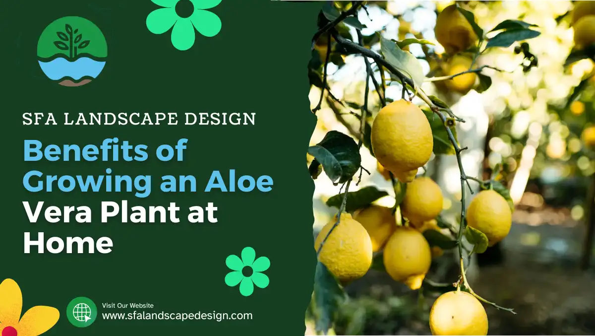 Benefits of Growing an Aloe Vera Plant at Home