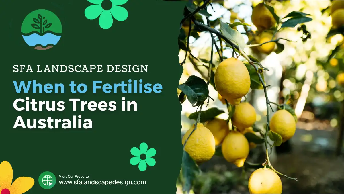 When to Fertilise Citrus Trees in Australia